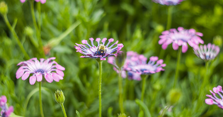Obraz premium Bee colecting pollen on violet flower centre