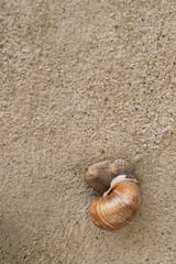 Snail Muller . Large white mollusk snails with striped shell. Helix pomatia, Burgundy, escargot.