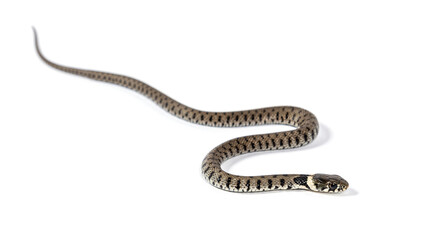 Grass snake, Natrix natrix, Isolated on white