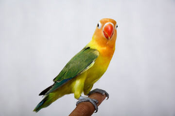 lovebirds are very beautiful. on a man's finger