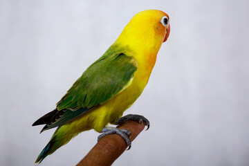 lovebirds are very beautiful. on a man's finger