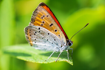 Large copper, lycaena dispar insect butterfly sitting on leaf from side. Animal background