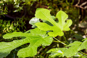 Bright green Ficus Сarica leaves in the garden in spring.
