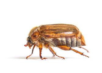Side view of a Summer chafer or European june beetle, Amphimallo