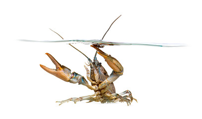 Stone crayfish under the water line, Austropotamobius torrentium, is a freshwater crayfish,...