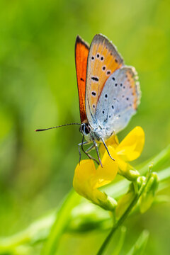 Large copper, lycaena dispar insect butterfly sitting on blossom from side. Animal background