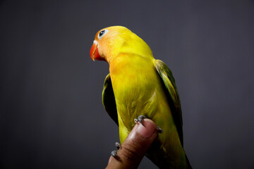 lovebirds are very beautiful. isolated photo studio black background