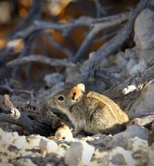 Four-striped grass mouse in the Kgalagadi