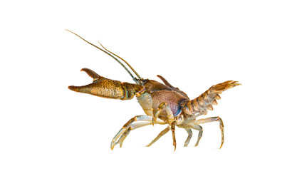 Stone crayfish, Austropotamobius torrentium, is a freshwater crayfish, isolated on white