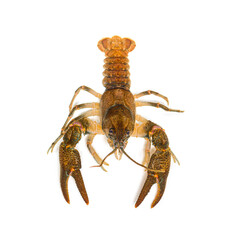 Stone crayfish, Austropotamobius torrentium, is a freshwater crayfish, isolated on white