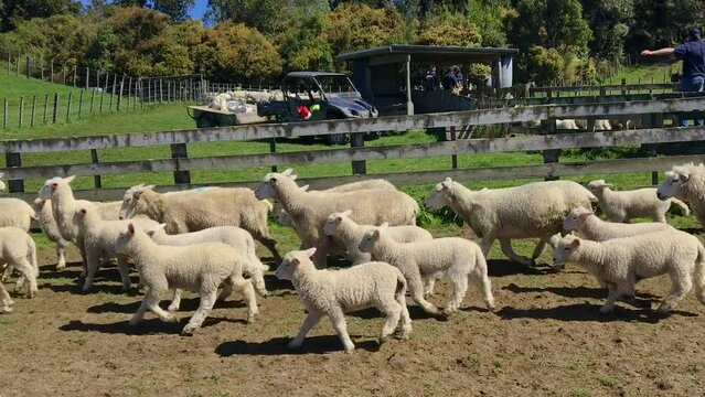 Sheep and lambs being mustered for tail docking of the lambs in Manawatu New Zealand