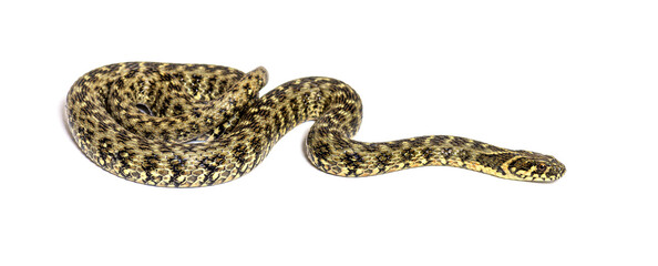 Viperine water snake, Natrix maura, nonvenomous and Semiaquatic snake, Isolated on white