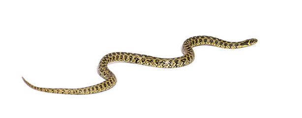 Fototapeta premium Viperine water snake crawling away, Natrix maura, nonvenomous and Semiaquatic snake, Isolated on white