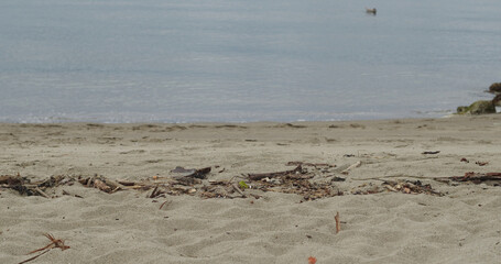 Narrow view of sandy beach with wood debris.