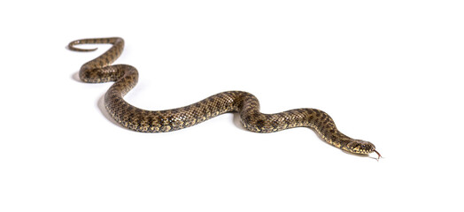 Viperine water snake, Natrix maura, nonvenomous and Semiaquatic snake, Isolated on white
