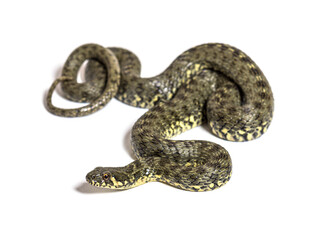 Viperine water snake, Natrix maura, nonvenomous and Semiaquatic snake, Isolated on white
