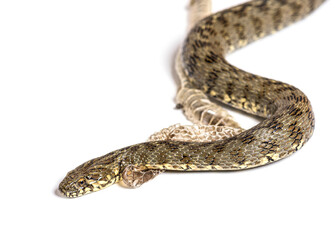 Viperine water snake, Natrix maura, Shedding Skin UK Molting, nonvenomous and Semiaquatic snake, Isolated on white