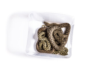 View from up high on Viperine water snake in a transport box, Natrix maura, nonvenomous and Semiaquatic snake, Isolated on white