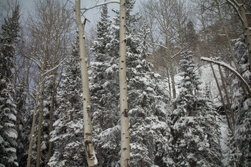 Snow covered mountains