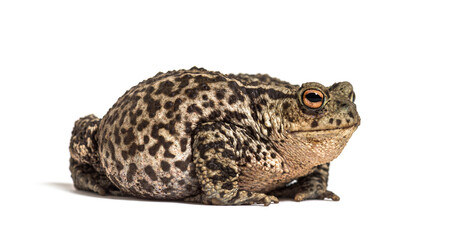 European common toad, Bufo bufo, isolated on white