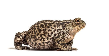 Side view of a European common toad, Bufo bufo, isolated on white