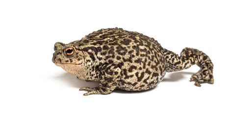 European common toad walking, Bufo bufo, isolated on white