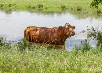 cows in the water