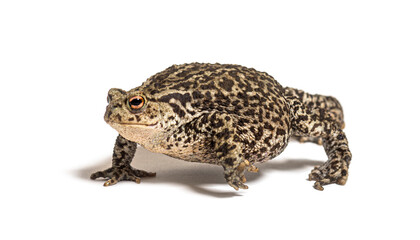 European common toad walking, Bufo bufo, isolated on white