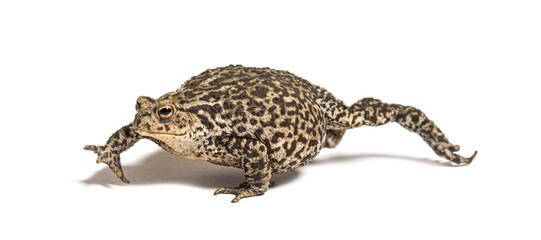Fototapeta na wymiar European common toad walking, Bufo bufo, isolated on white