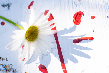 summer first daisies or chamomile on a wooden background