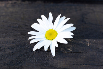 Fototapeta na wymiar summer first daisies or chamomile on a wooden background