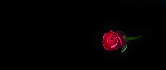 red rose on black background 