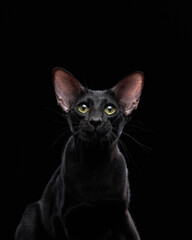 oriental black cat on a dark background. graceful pet