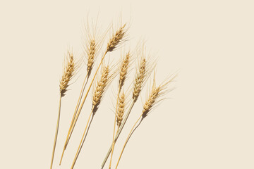 Obraz premium Top view ears of cereal crops with awns, durum wheat grain crop at sunlight on beige background with copy space. Flat lay with ears of wheat on table, minimal still life, harvest concept