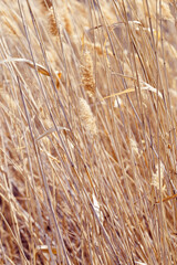 Dry reeds as beauty nature background, reed seeds close up. Abstract natural backdrop. Beautiful pattern with neutral colors. Minimal autumn scene, stylish, trend concept. Selective focus
