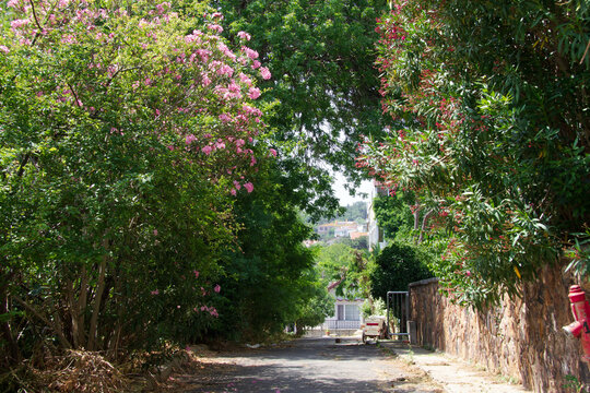 burgazada burgaz island tree way 