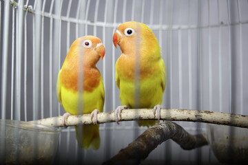 A pair of love birds perched in a cage. yellow lovebird