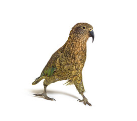 Kea bird waliking, Nestor notabilis, or Alpine parrot, isolated on white