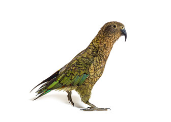 Kea bird waliking, Nestor notabilis, or Alpine parrot, isolated on white