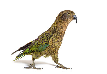 Kea bird waliking, Nestor notabilis, or Alpine parrot, isolated on white