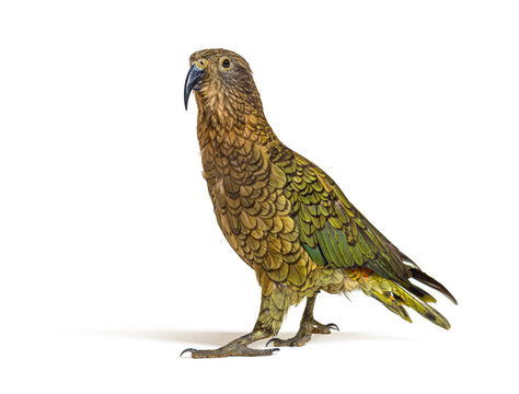 Kea, Nestor notabilis, or Alpine parrot, standing in front of white background