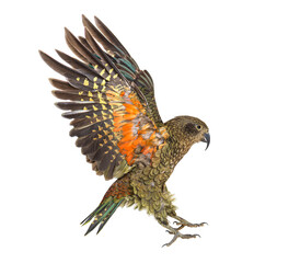 Kea Bird, Nestor notabilis, or Alpine parrot, flying, isolated on white
