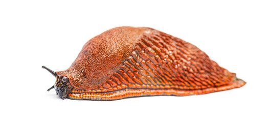 Side view on a orange red slug, Arion rufus, isolated on white