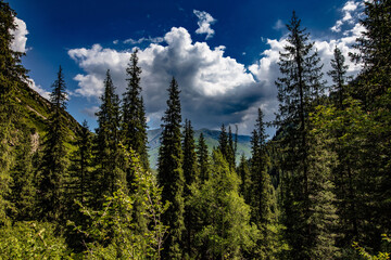 trees in the mountains