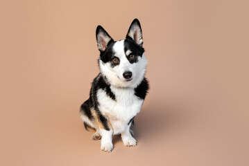 Welsh Corgi Pembroke breed dog of black, tan and white color on empty tan background