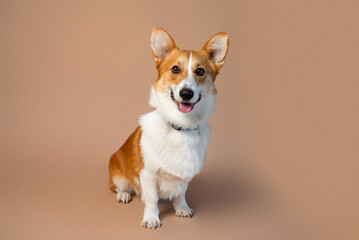 Welsh Corgi Pembroke breed dog of red and white color on empty tan background