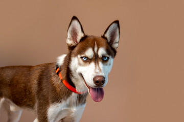 Red husky dog on tan backdrop, studio photo of a Siberian husky puppy.  © Tanya
