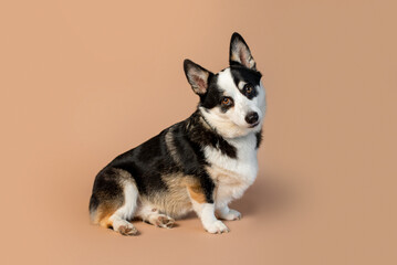 Welsh Corgi Pembroke breed dog of black, tan and white color on empty tan background