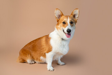 Welsh Corgi Pembroke breed dog of red and white color on empty tan background