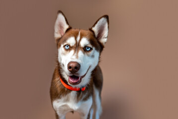 Red husky dog on tan backdrop, studio photo of a Siberian husky puppy.  - Powered by Adobe